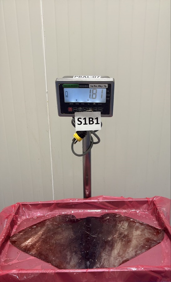 무라 > 귀 > 1KG UP 19