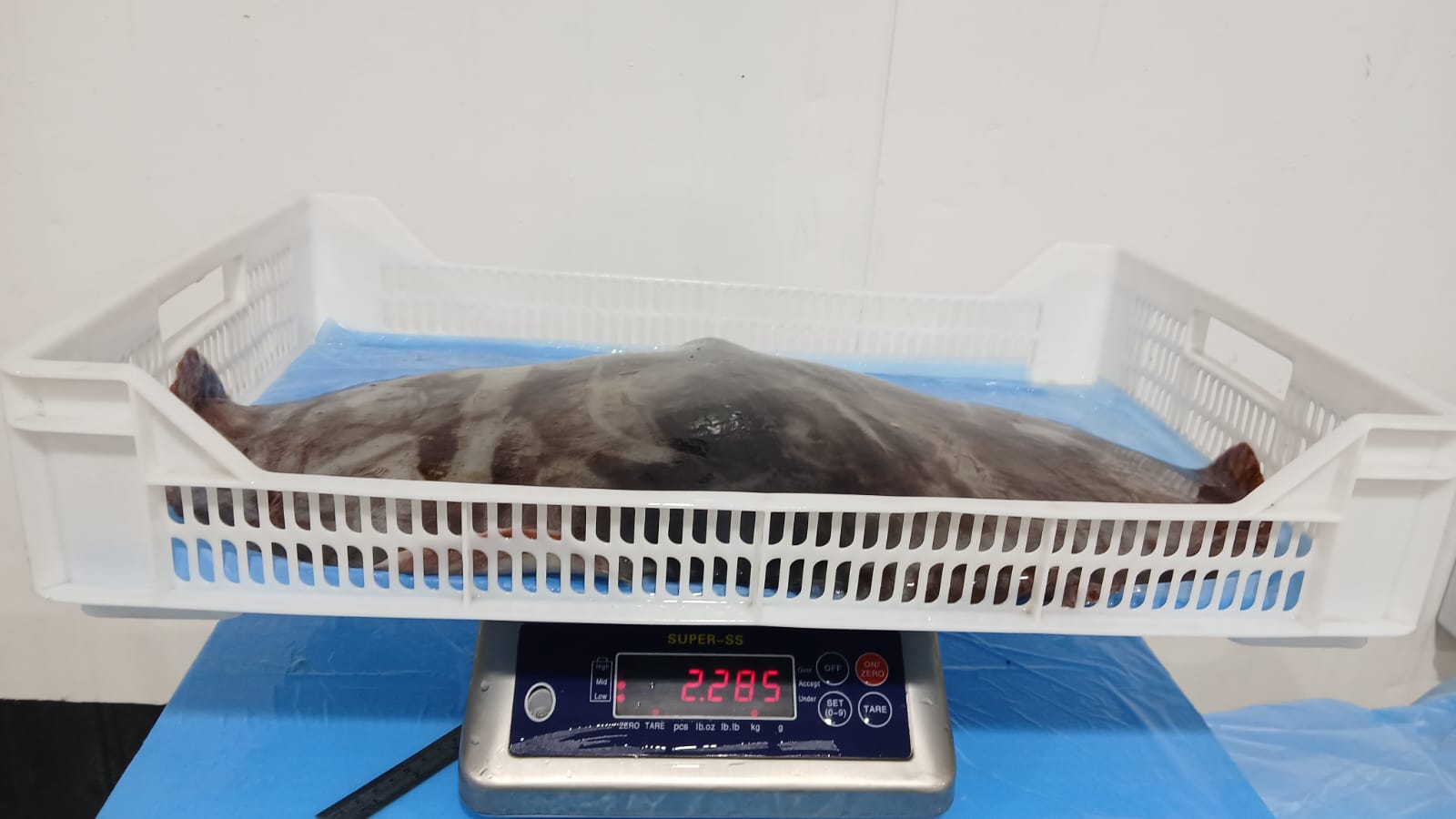 무라 > 귀 > 1KG UP 14