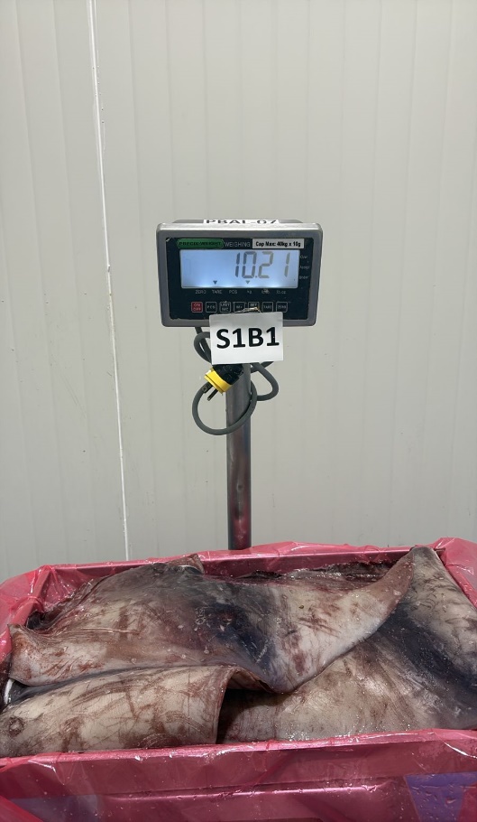 무라 > 귀 > 1KG UP 18