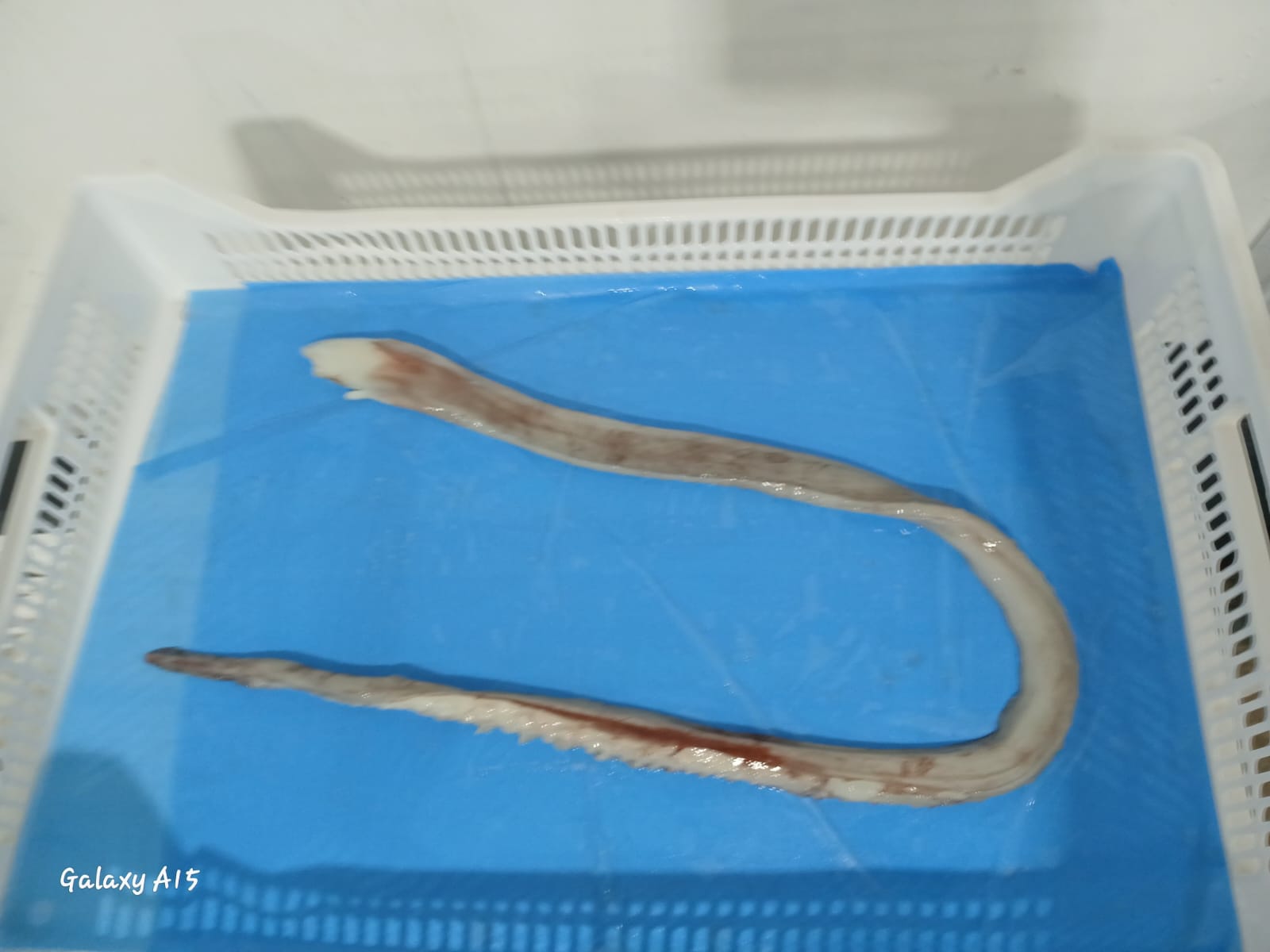 무라 > 장족 > 60CM UP 2