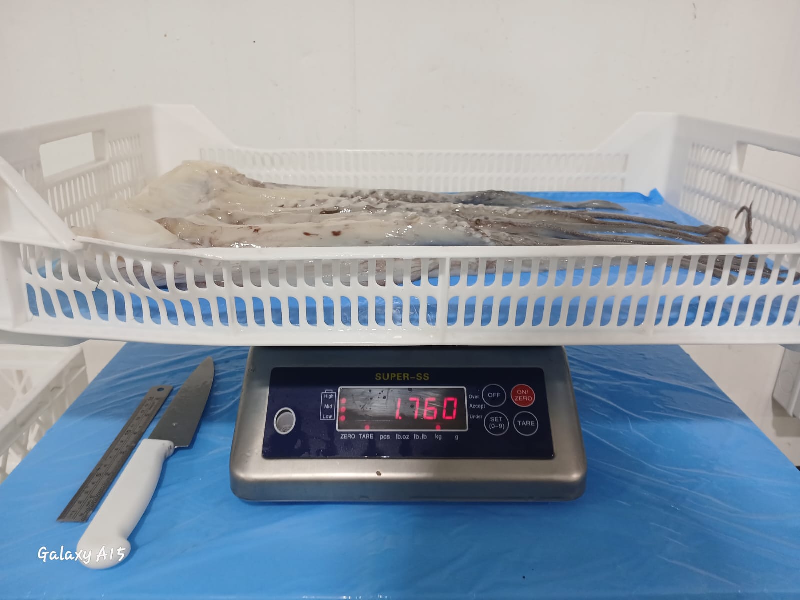 무라 > 단족 > 팔족 1KG UP 2