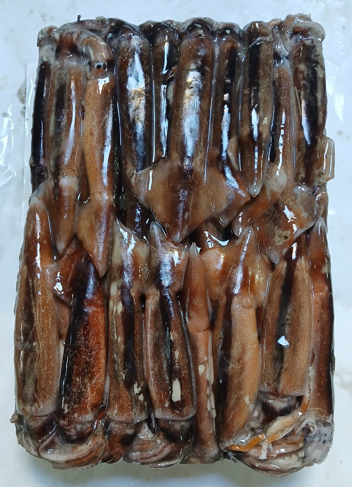 일렉스오징어 > 라운드 > 2S 100/200G 3