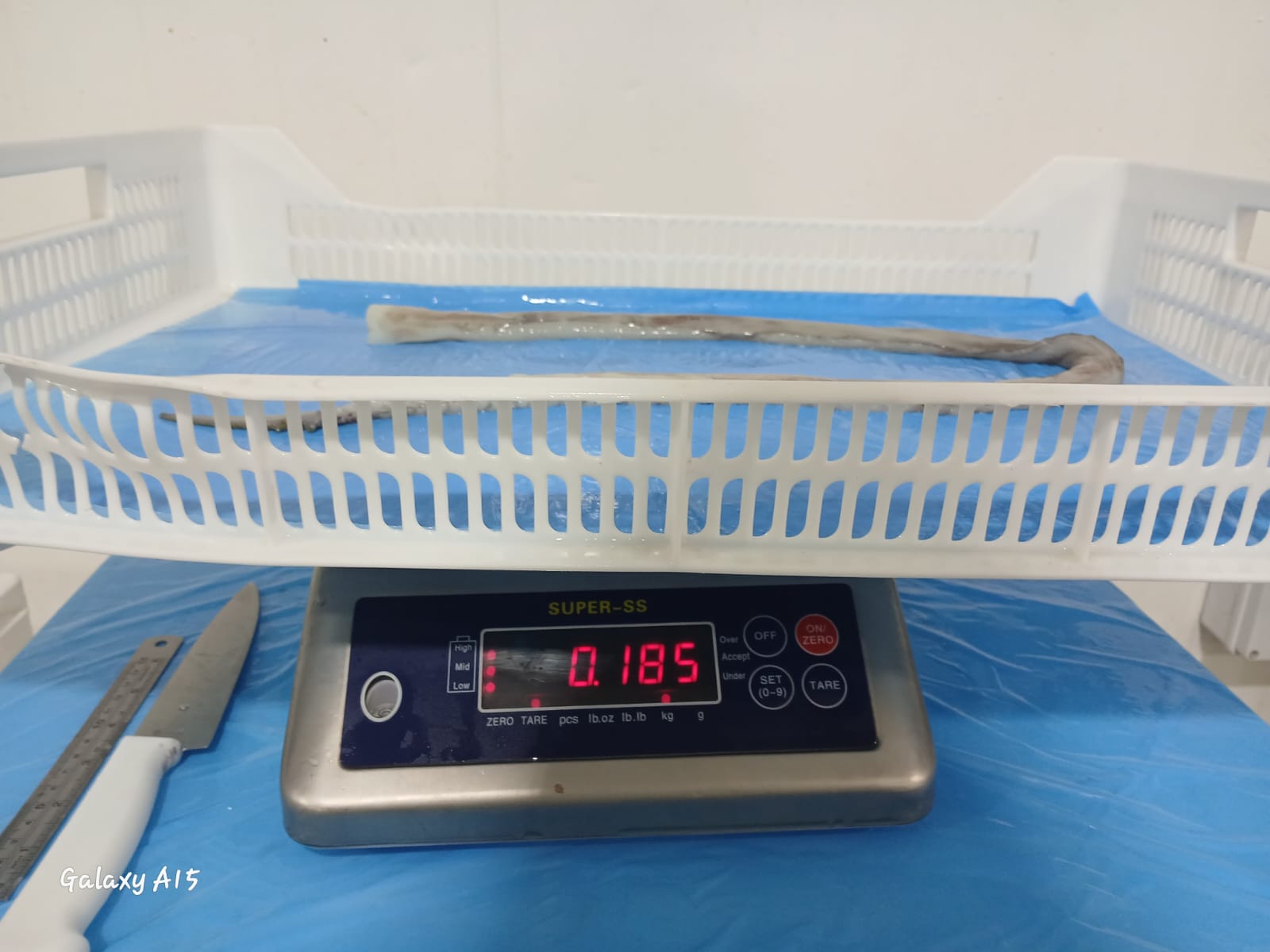 무라 > 장족 > 60CM UP 3