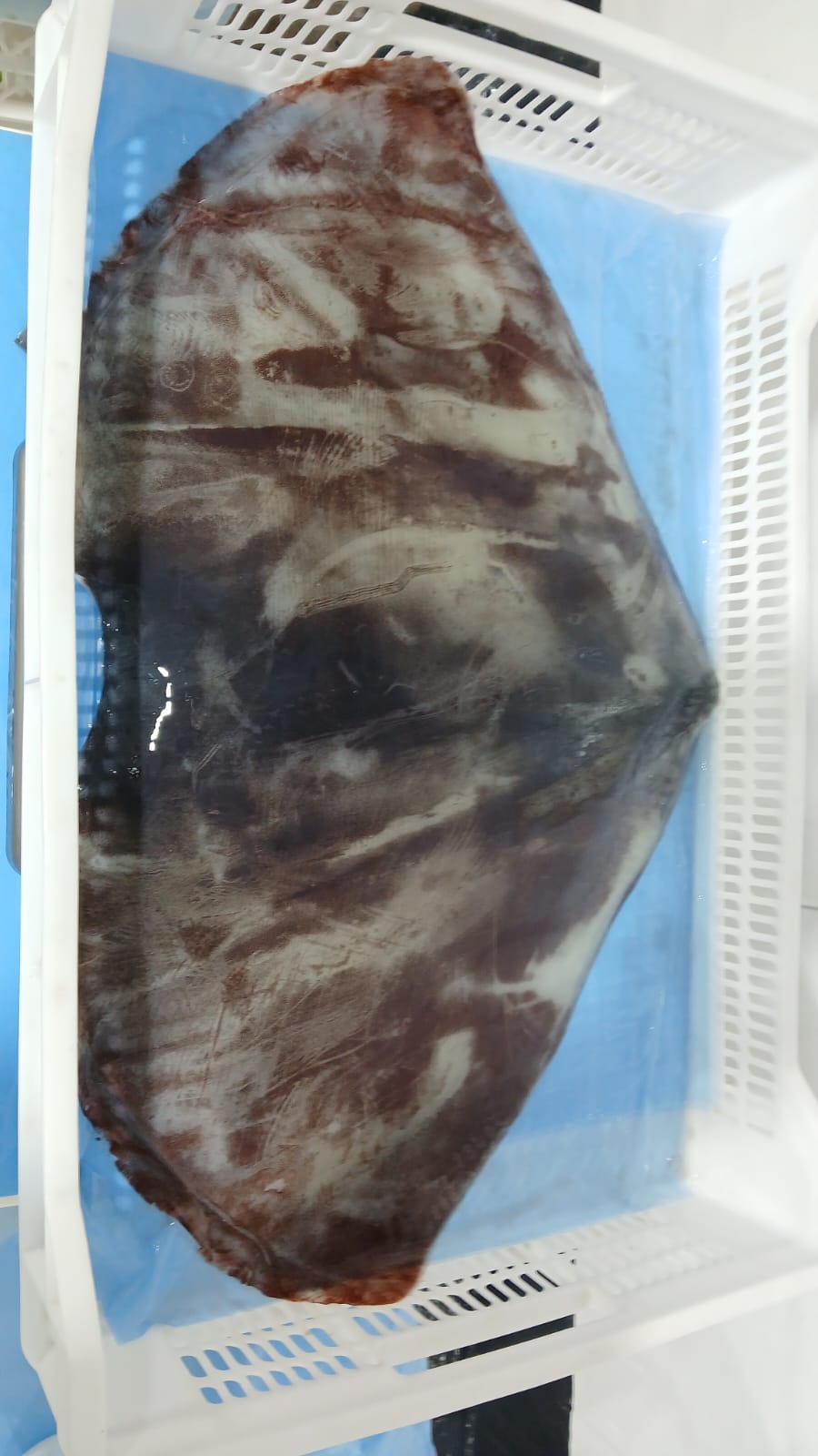 무라 > 귀 > 1KG UP 4