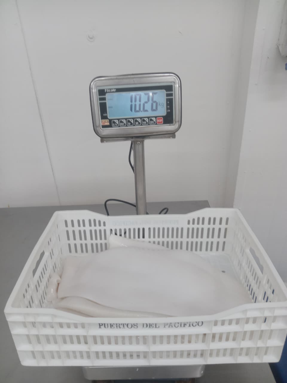 무라 > 몸 > 4KG UP 9