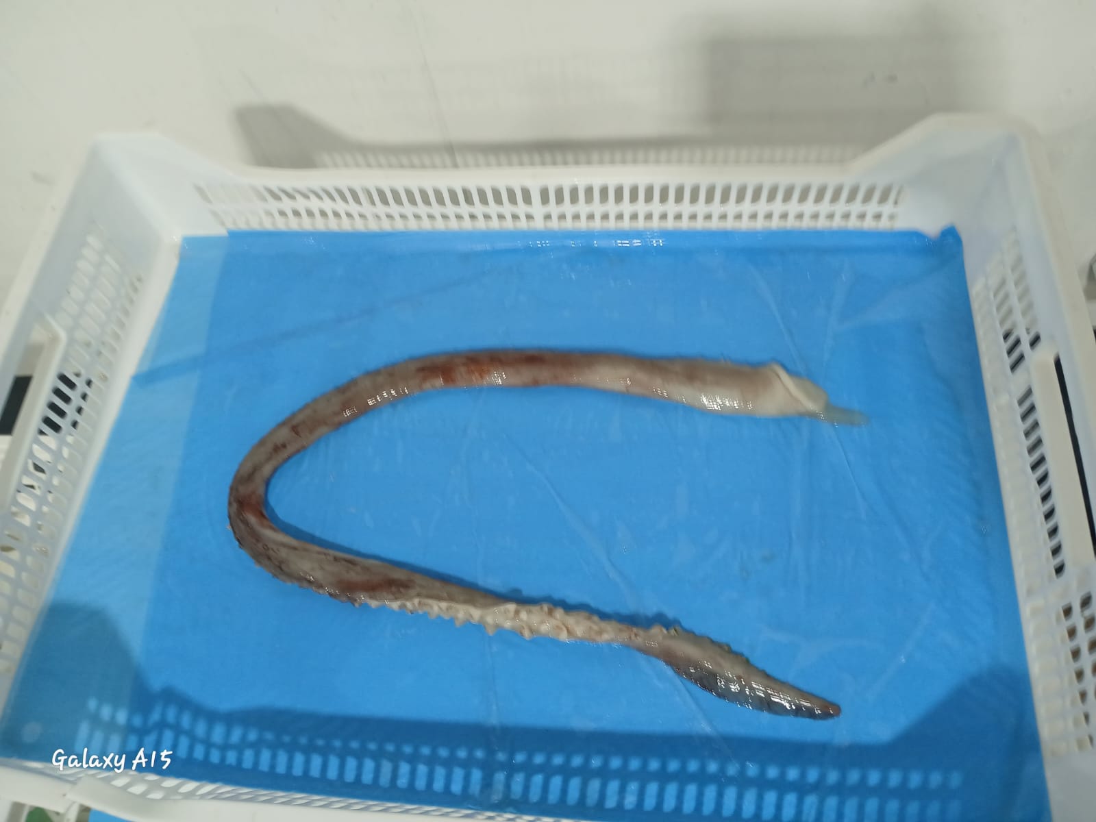 무라 > 장족 > 60CM UP 4