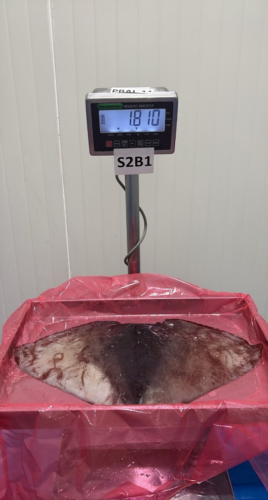 무라 > 귀 > 1KG UP 7