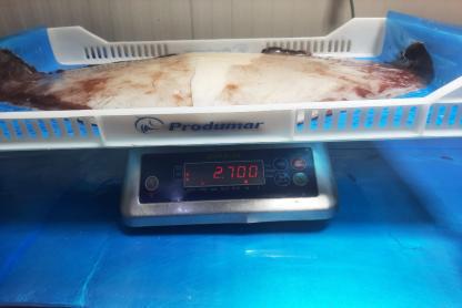 무라 > 귀 > 500/1000G 12