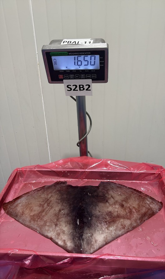 무라 > 귀 > 1KG UP 33