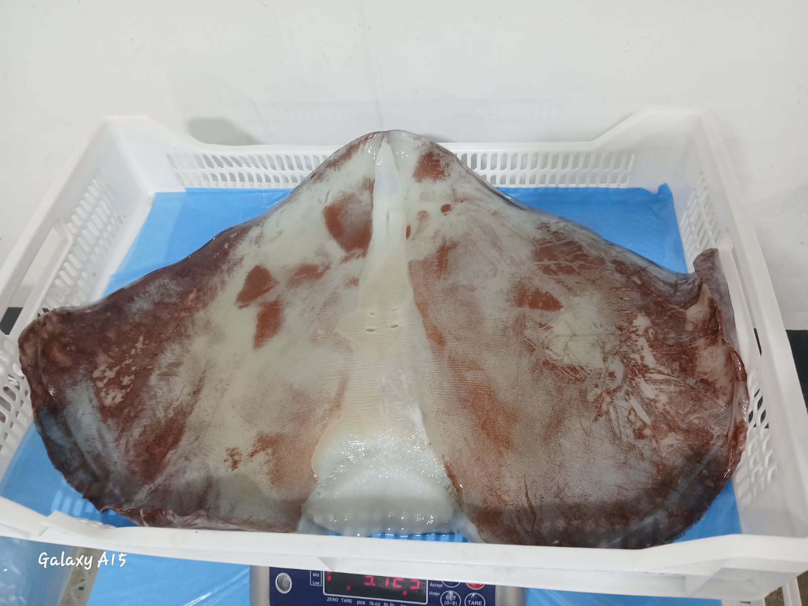 무라 > 귀 > 1KG UP 14