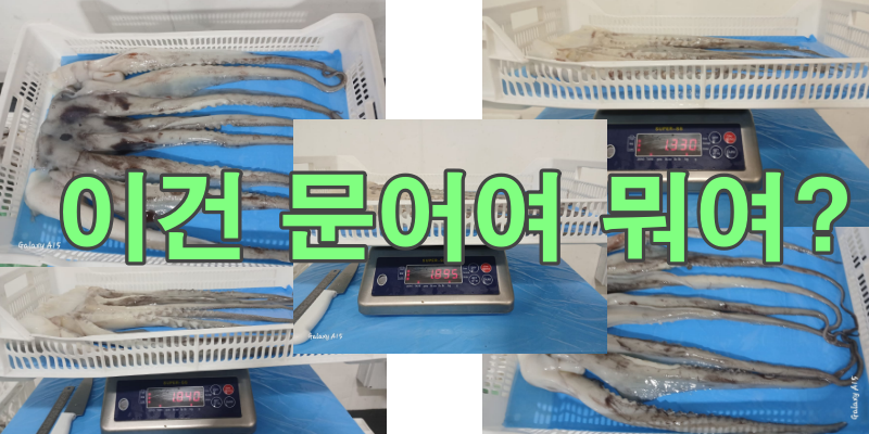 무라 > 단족 > 팔족 1KG UP 1