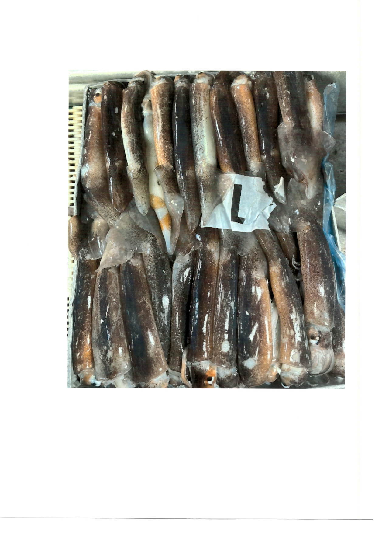일렉스오징어 > 라운드 > S 18-22CM 4