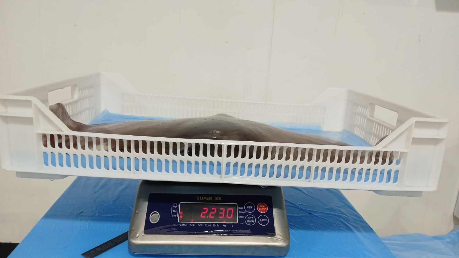 무라 > 귀 > 1KG UP 8
