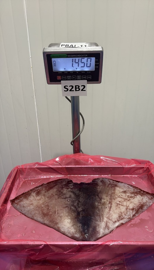 무라 > 귀 > 1KG UP 4