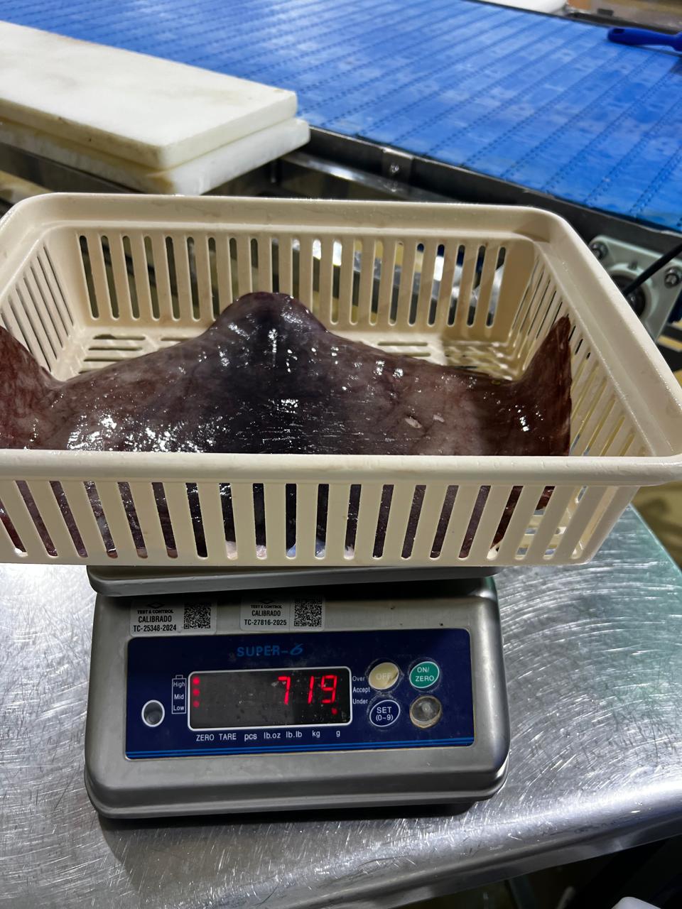 무라 > 귀 > 500/1000G 5