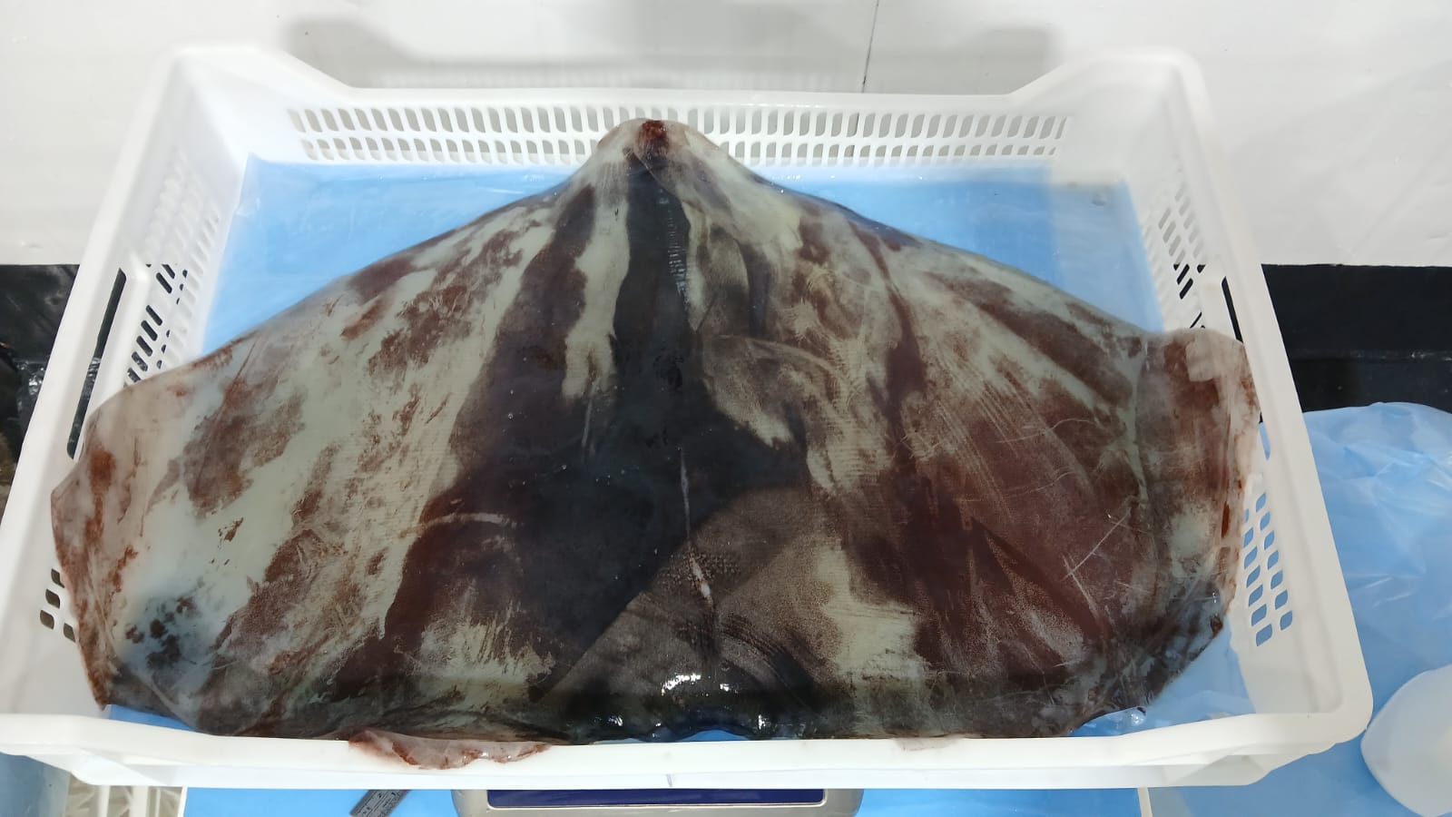 무라 > 귀 > 1KG UP 13