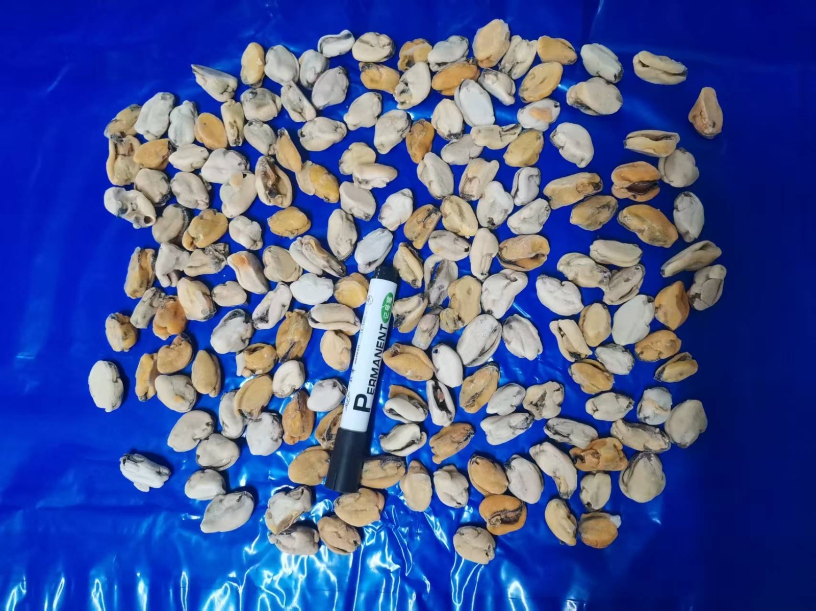 홍합 > 홍합살 > 300/500 미/KG 4