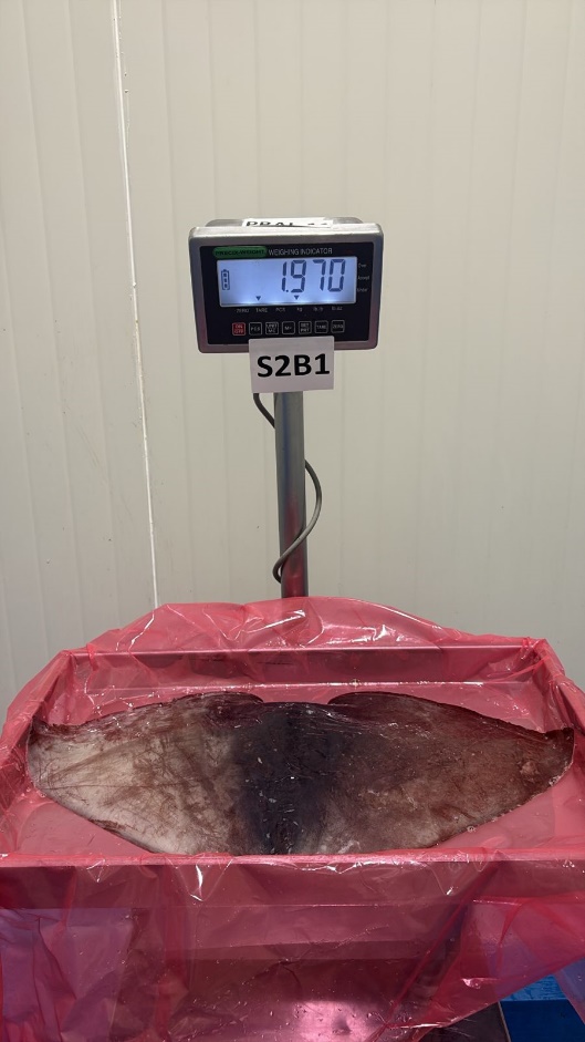 무라 > 귀 > 1KG UP 9