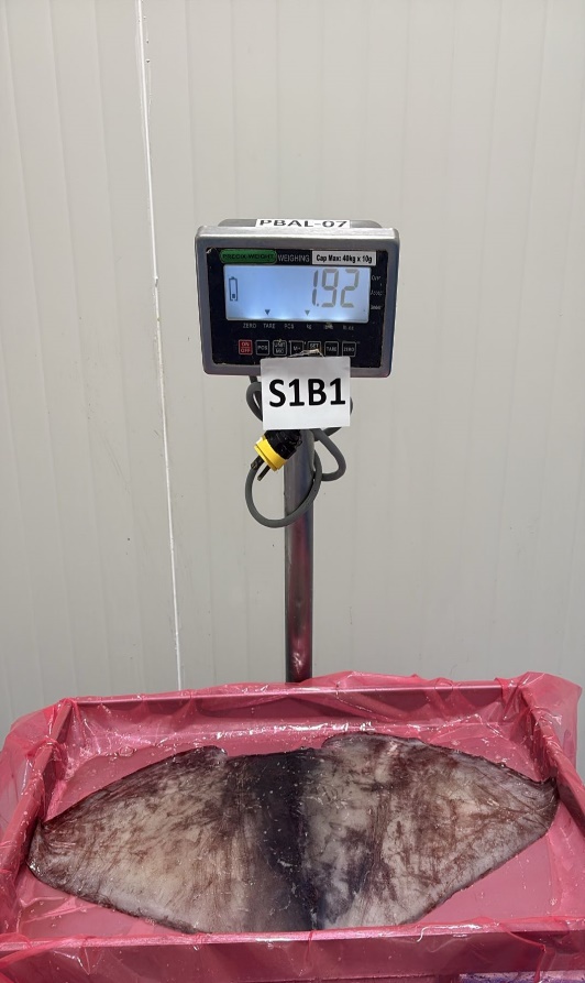 무라 > 귀 > 1KG UP 20