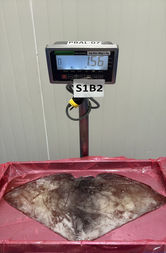 무라 > 귀 > 1KG UP 28