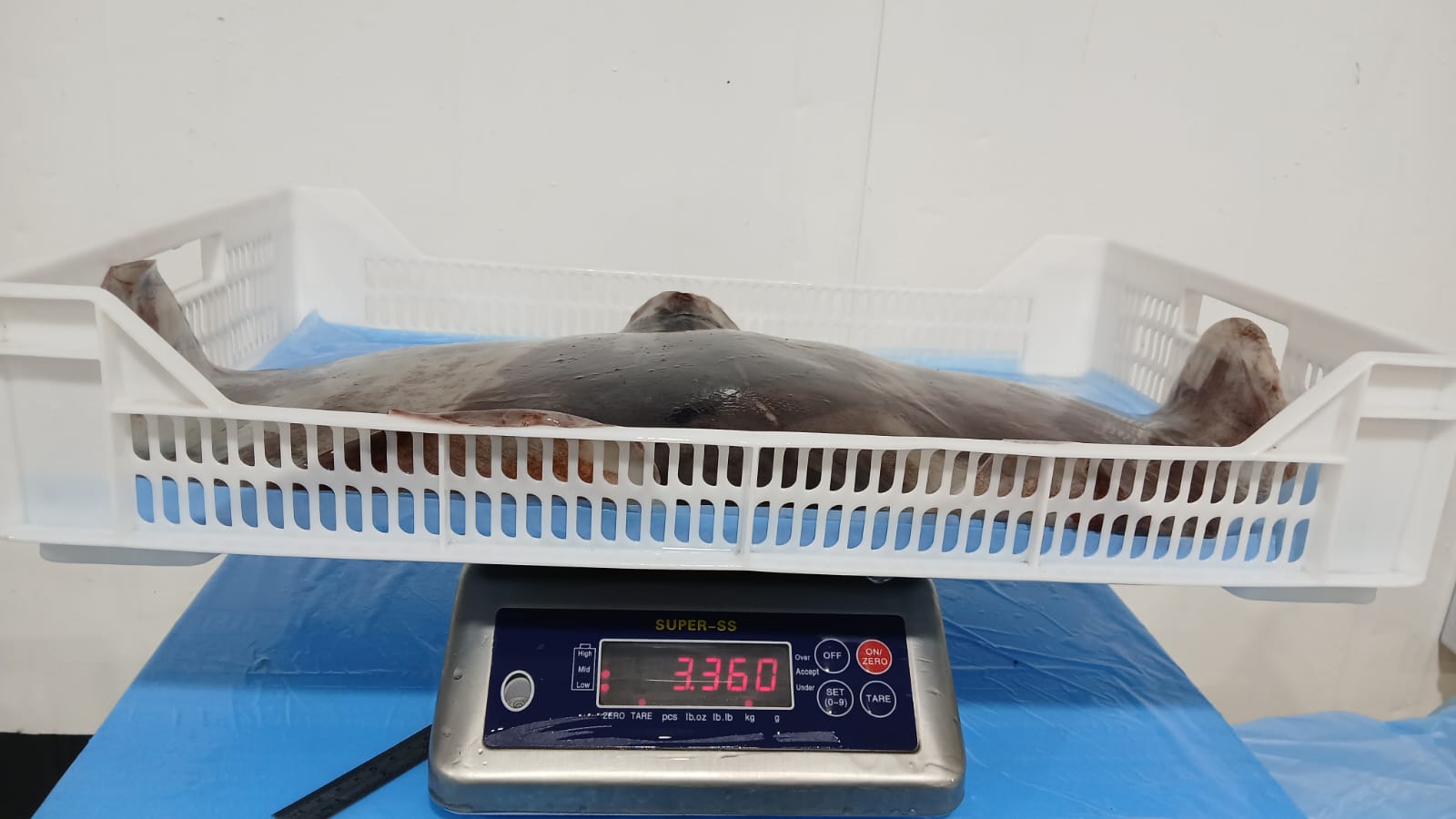 무라 > 귀 > 1KG UP 2