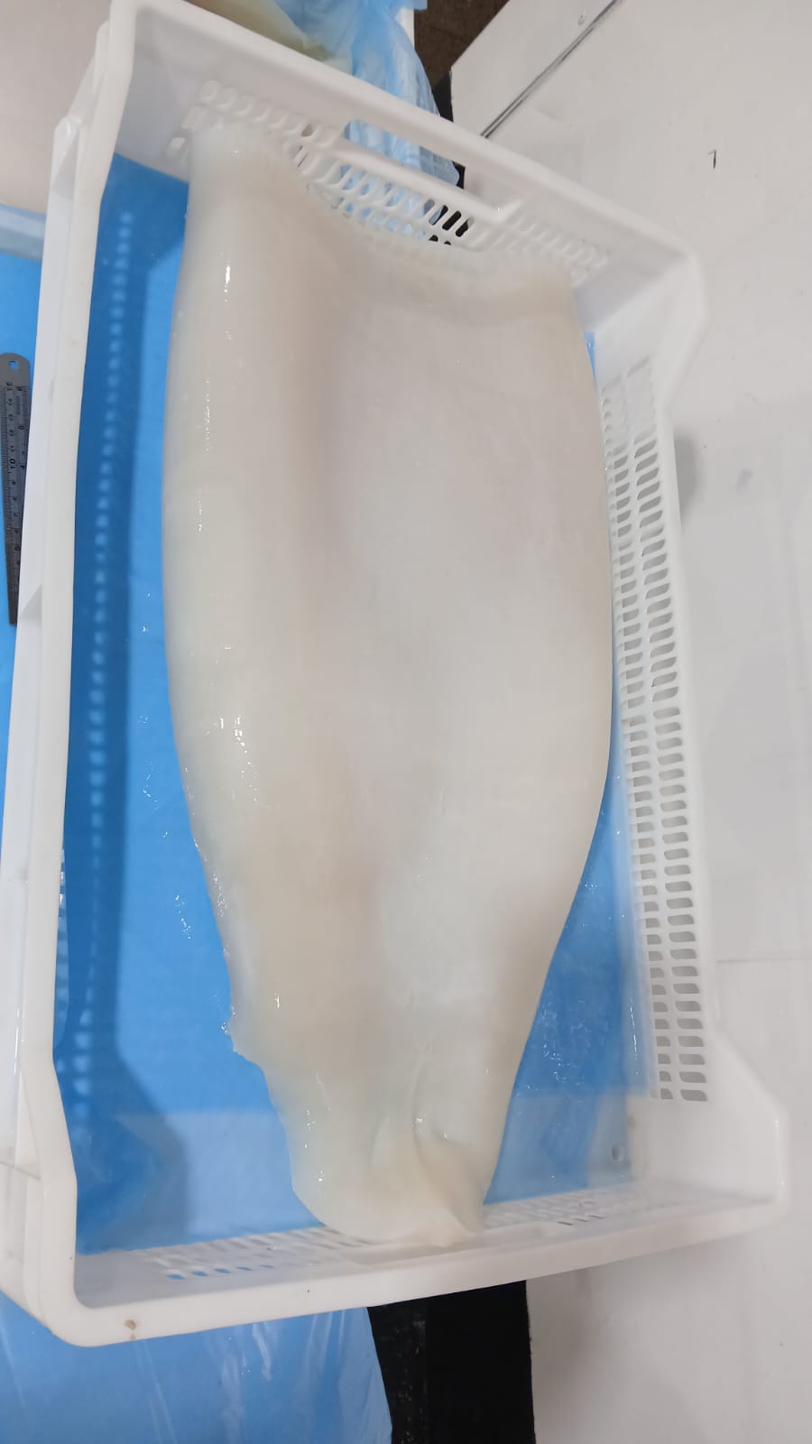 무라 > 몸 > 3KG UP 24