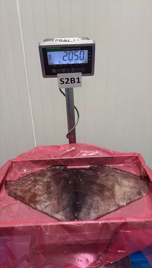 무라 > 귀 > 1KG UP 8