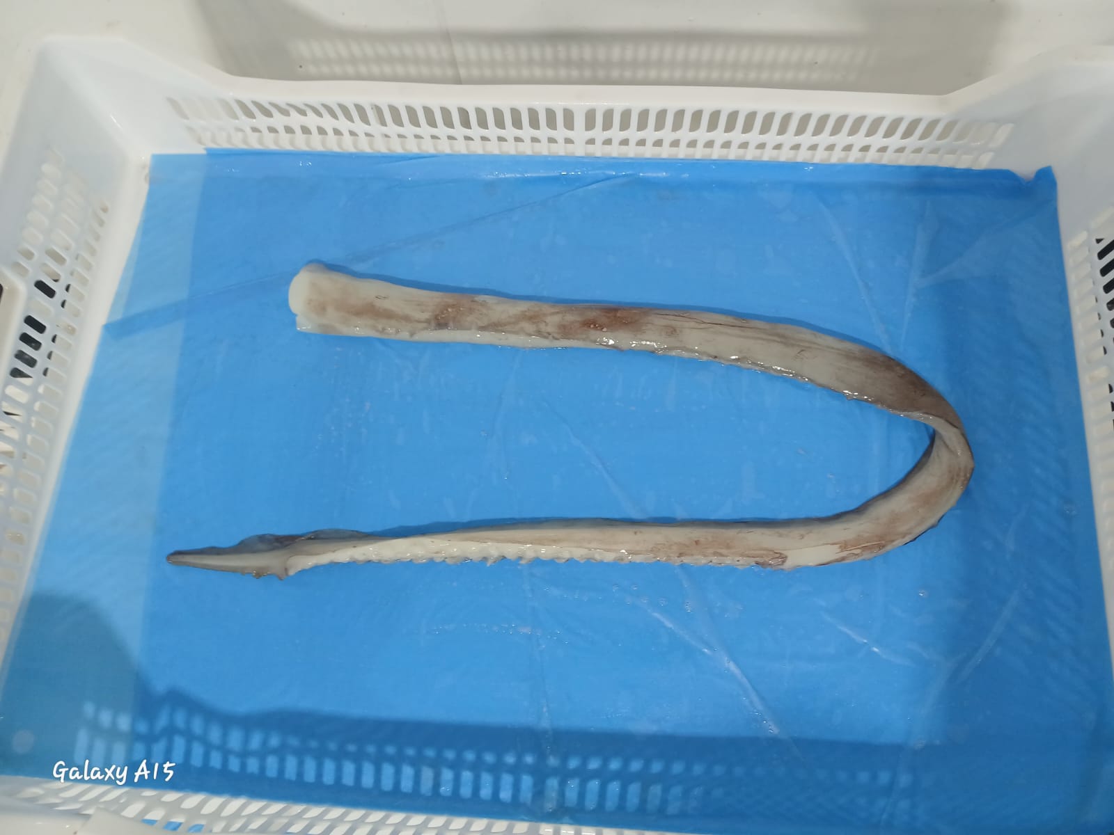 무라 > 장족 > 60CM UP 7