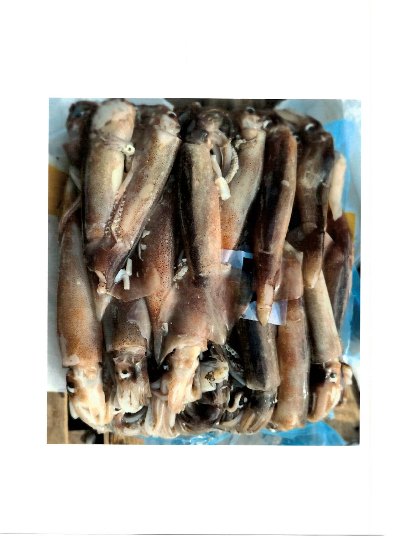 일렉스오징어 > 라운드 > S 18-22CM 3