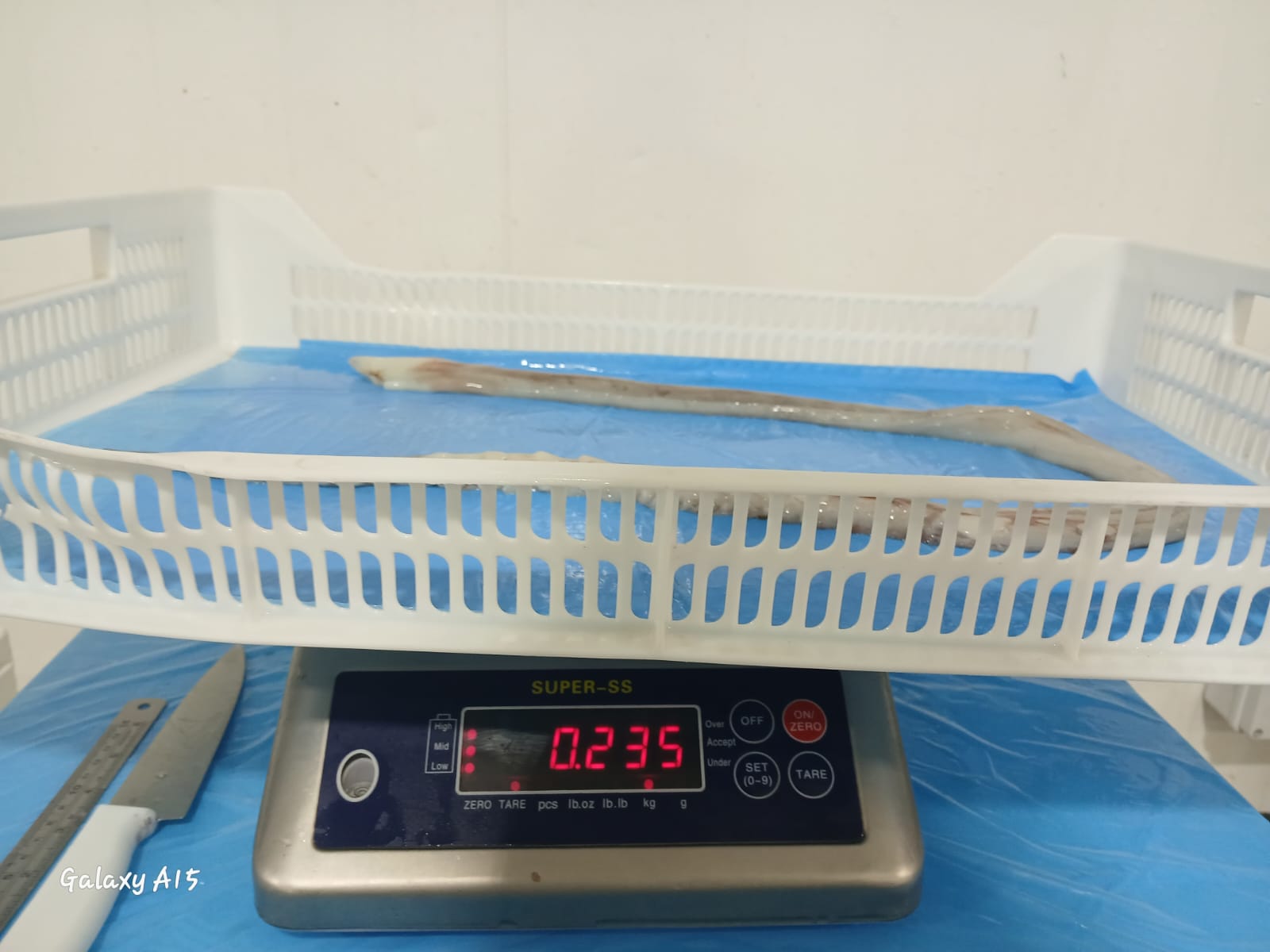 무라 > 장족 > 60CM UP 10