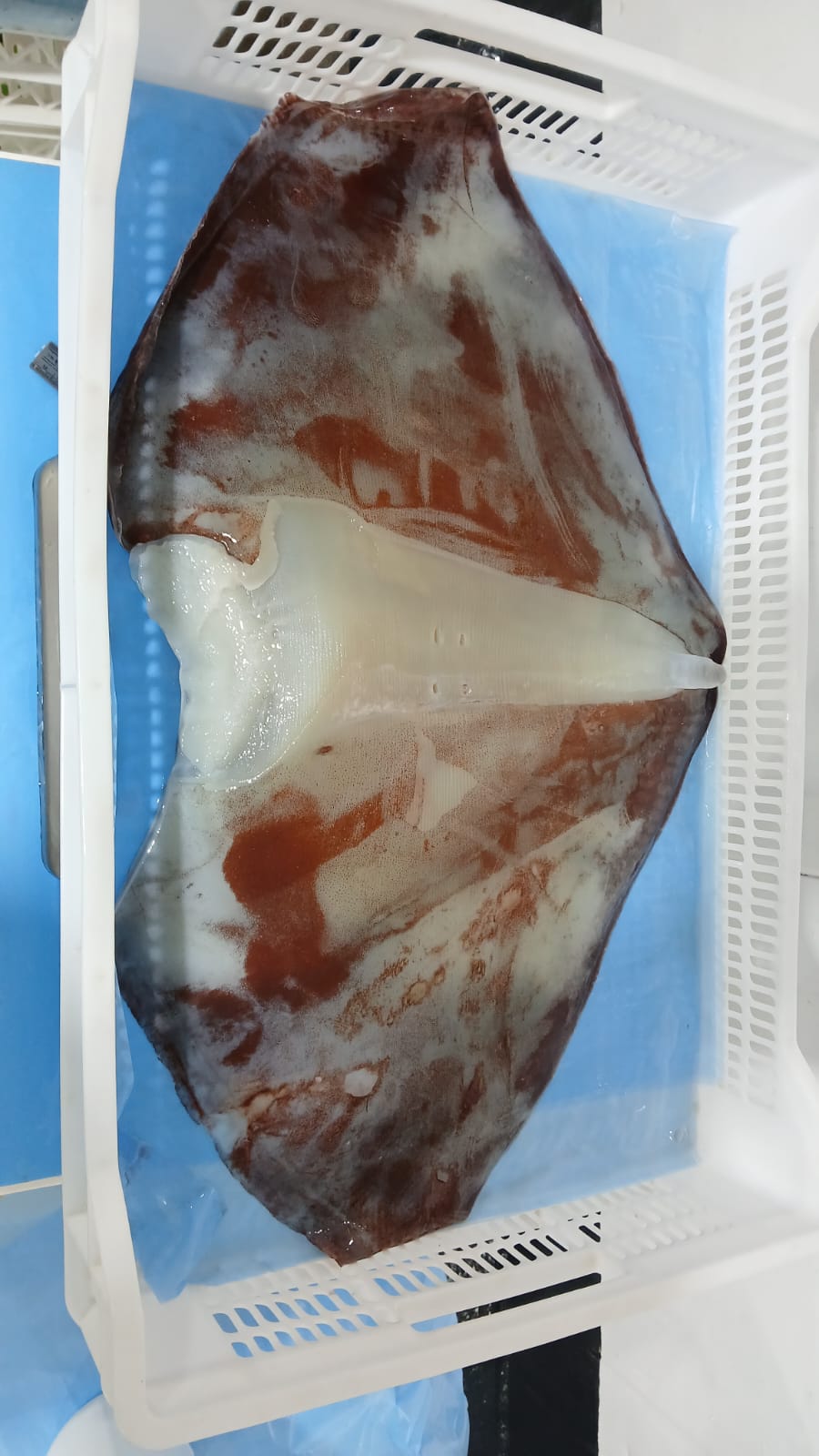 무라 > 귀 > 1KG UP 16