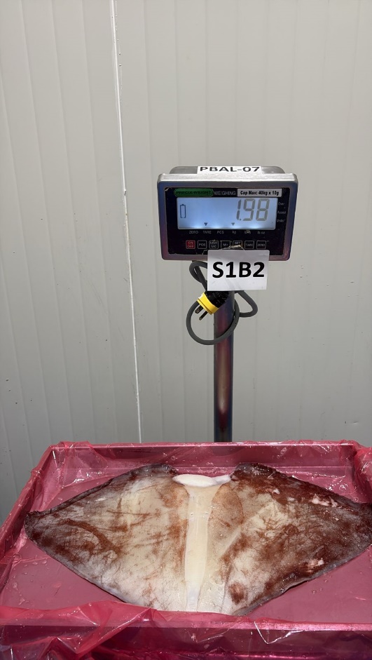 무라 > 귀 > 1KG UP 23