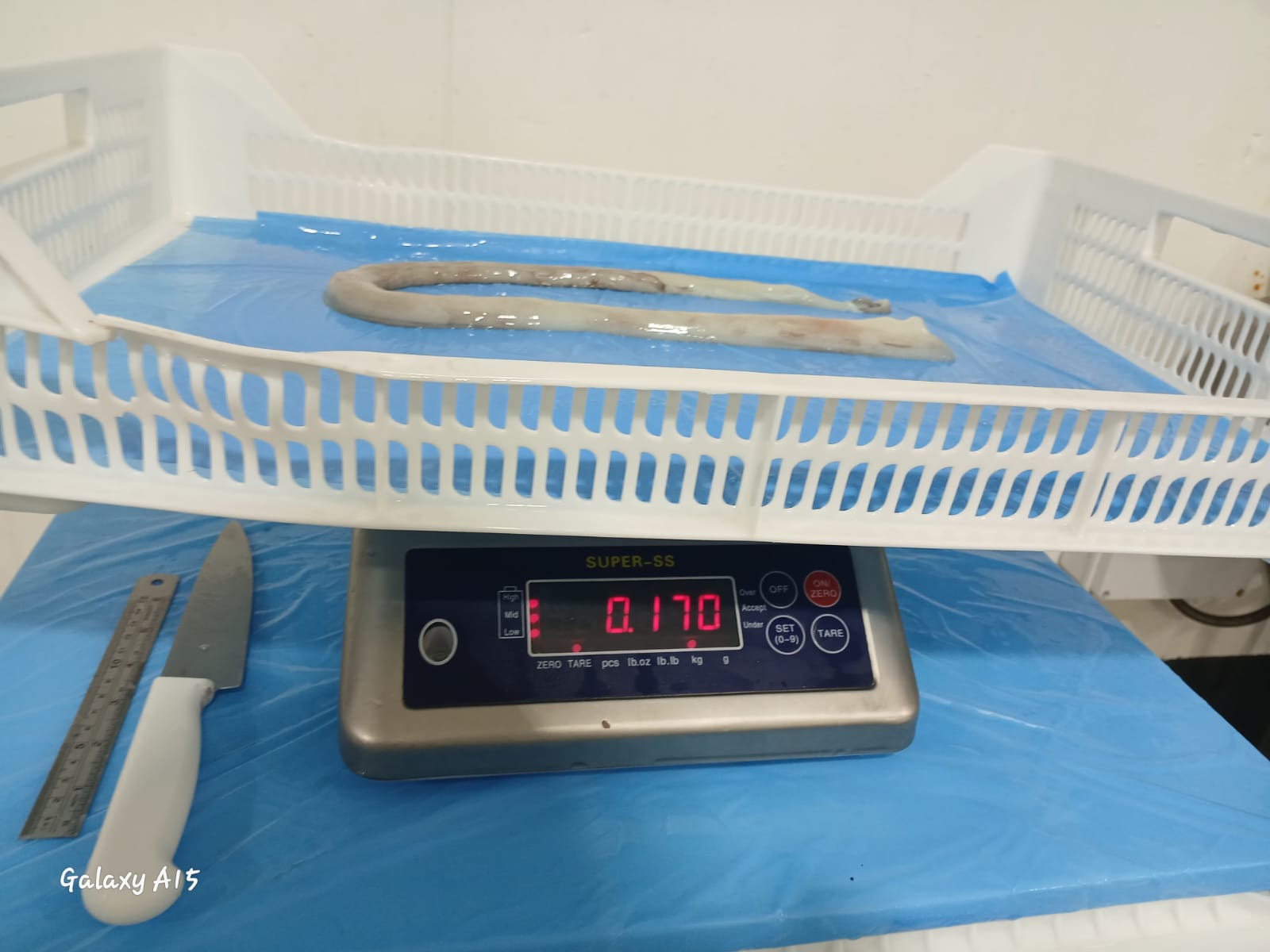 무라 > 장족 > 60CM UP 8