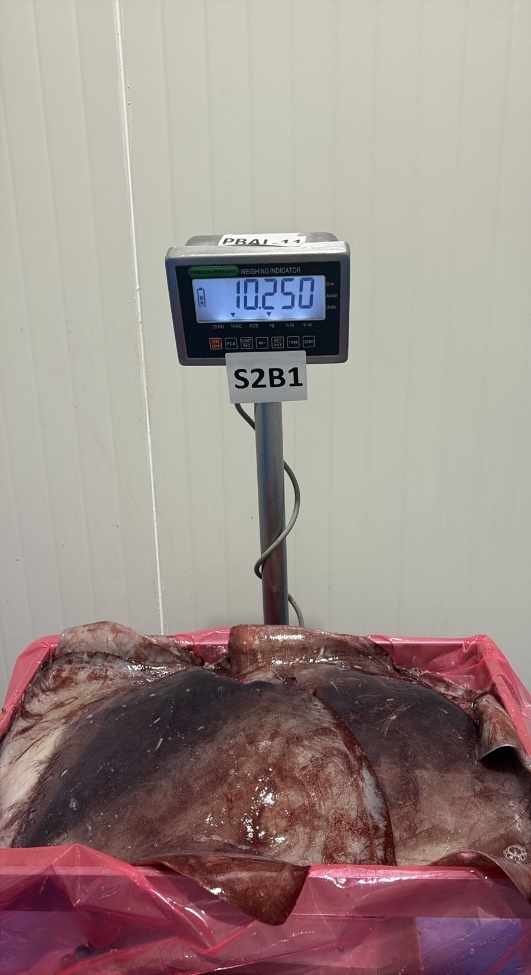 무라 > 귀 > 1KG UP 6