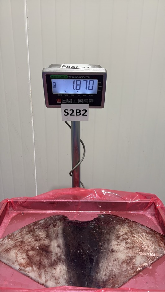 무라 > 귀 > 1KG UP 31
