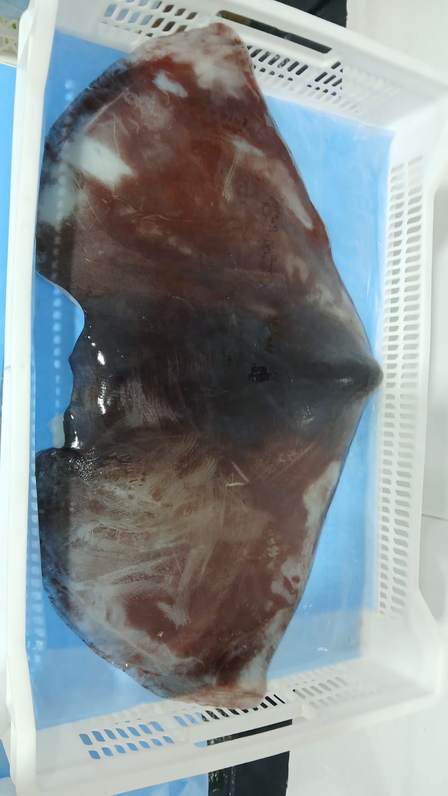 무라 > 귀 > 1KG UP 12