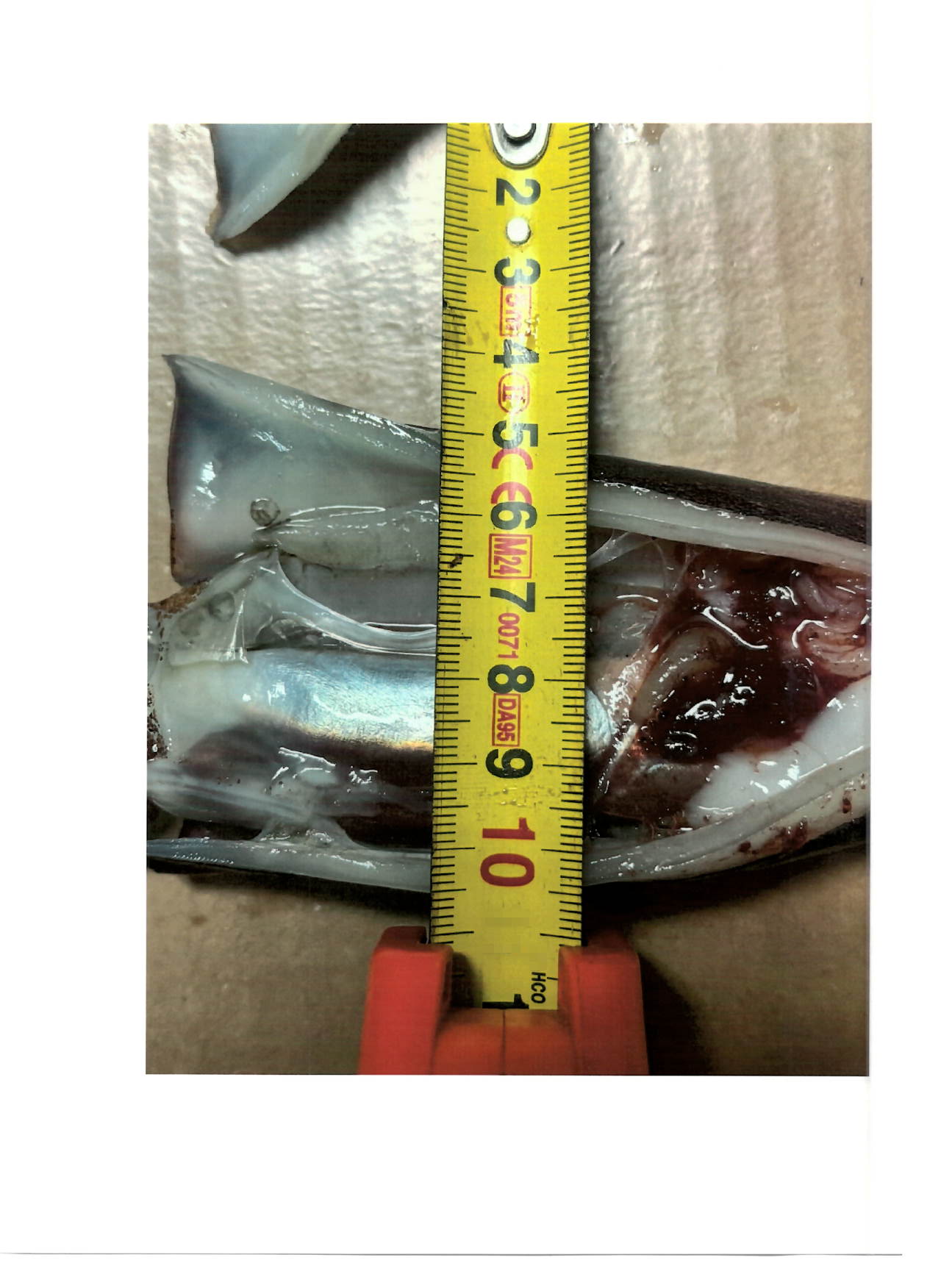 일렉스오징어 > 라운드 > SS  Up to 18CM 5