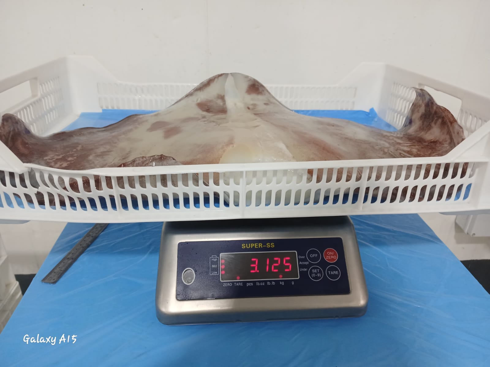 무라 > 귀 > 1KG UP 11