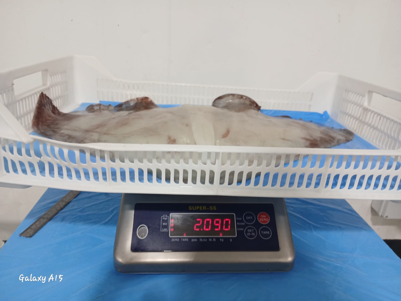 무라 > 귀 > 1KG UP 8