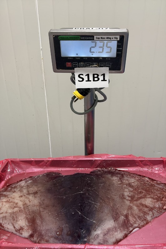무라 > 귀 > 1KG UP 17