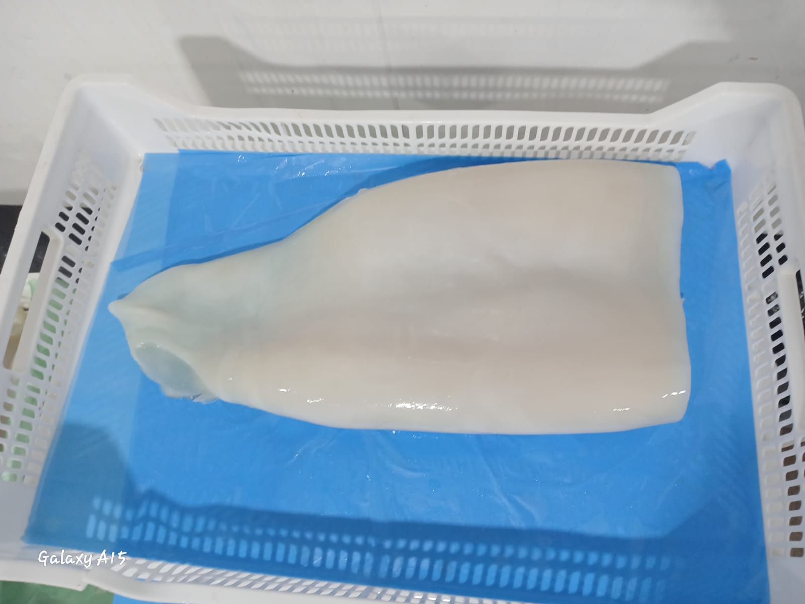 무라 > 몸 > 3KG UP 13