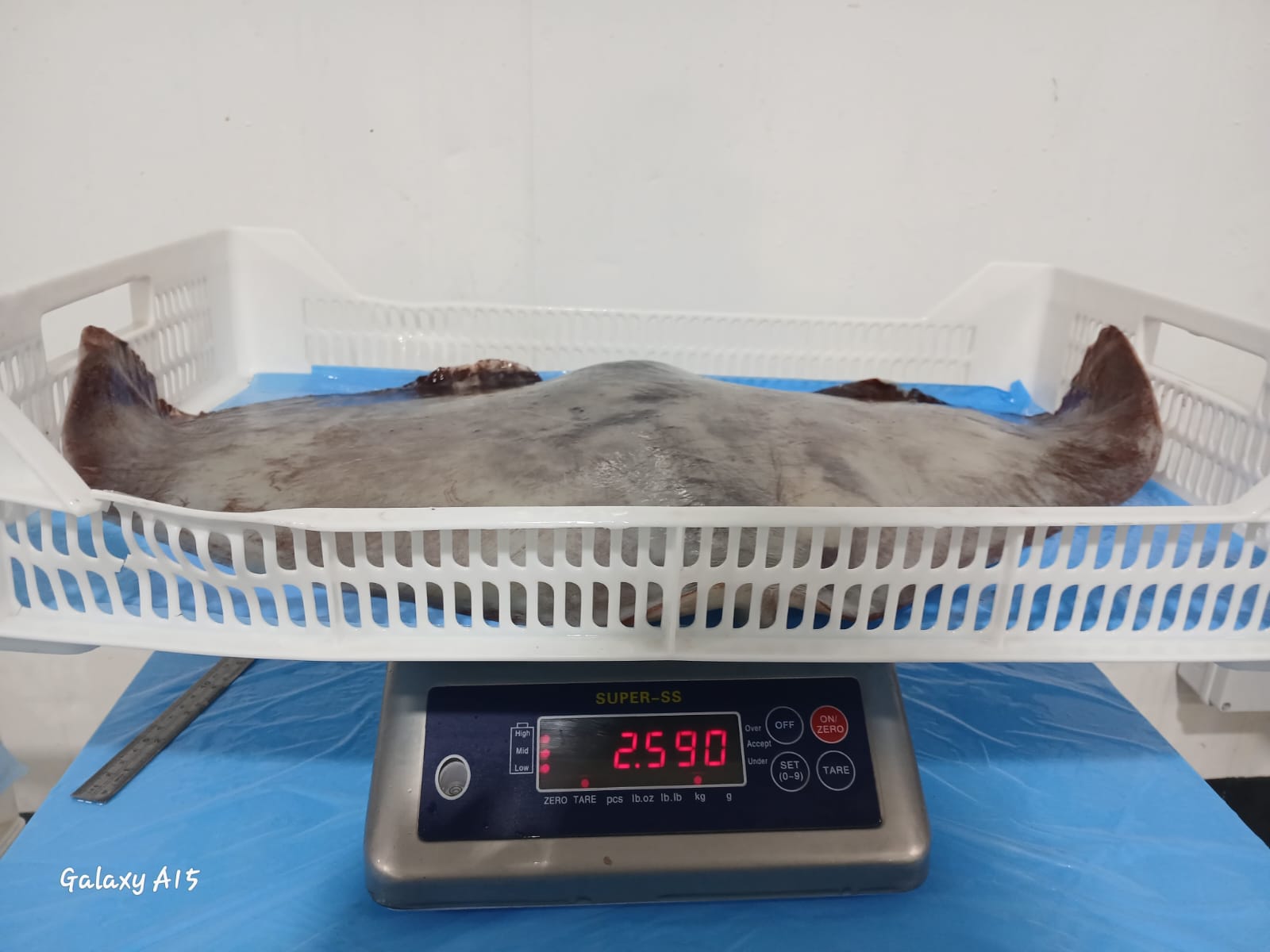 무라 > 귀 > 1KG UP 2