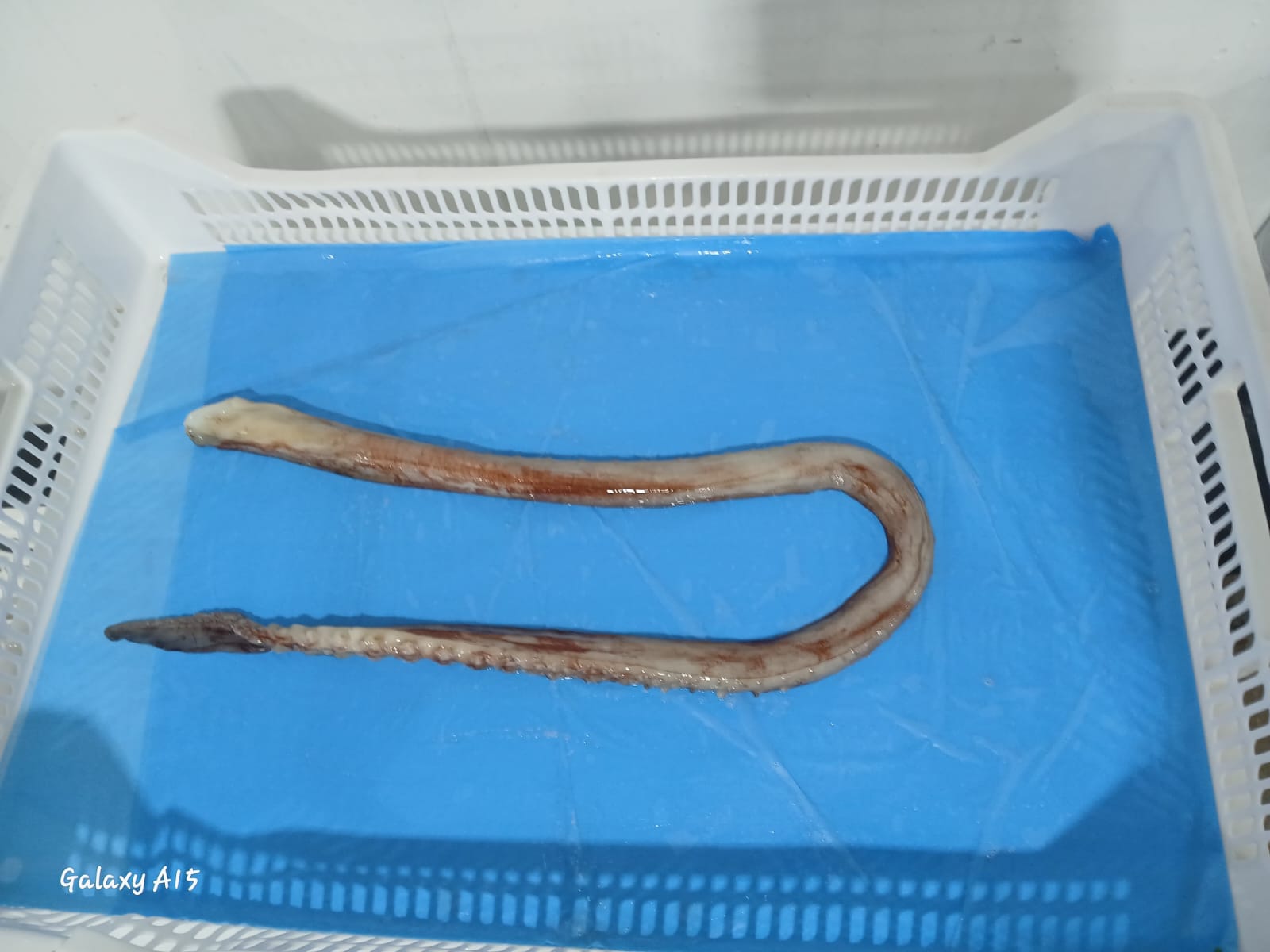 무라 > 장족 > 60CM UP 6